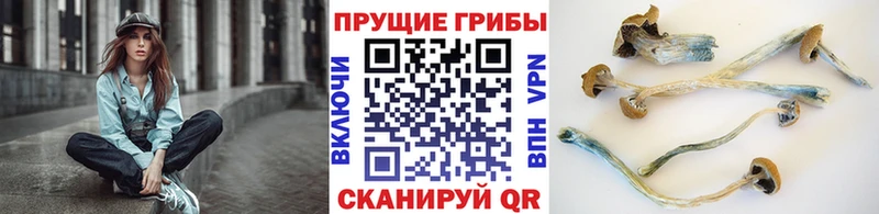 купить   Елизово  Галлюциногенные грибы GOLDEN TEACHER 