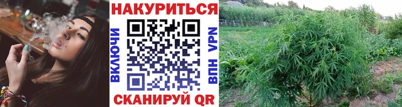 Бошки марихуана план  как найти закладки  Елизово 